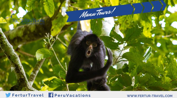 Manu Wildlife Center 4 Days - Spider Monkey Photo