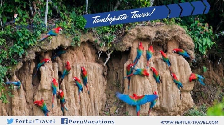 Posada Amazonas Lodge - Photo Macaws and Parrots on a Clay Lick Fertur