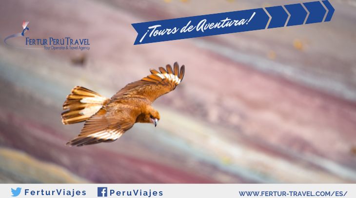 Tour Montaña de 7 Colores - Foto de ave volando sobre la Montaña Arcoiris