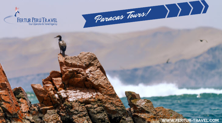 Paracas day trip from Lima, with Ballestas Islands
