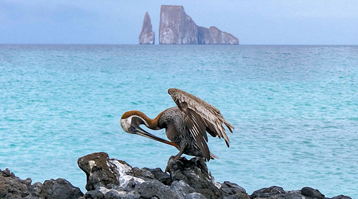 Galapagos sea bird - seen during a 5-day Galapagos Islands cruise