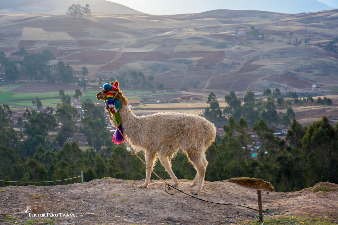 A golden llama with colorful tassels stands on a hillside cliff overlooking the Sacred Valley of the Inca. 