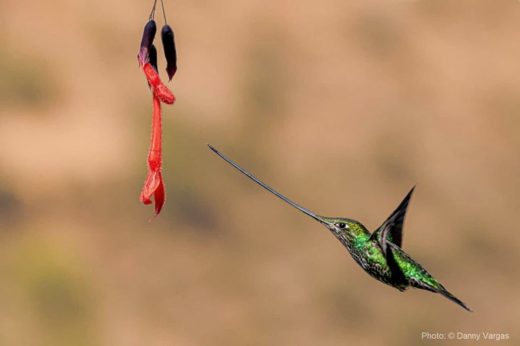 Observación de aves en el Valle Sagrado Cusco : un colibrí pico de espada