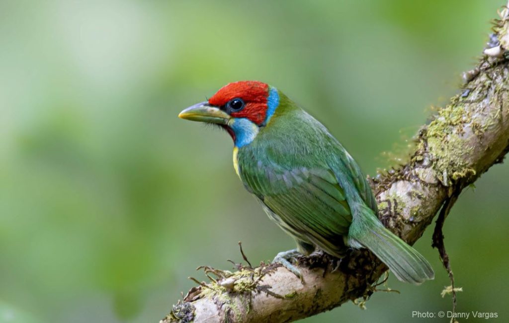 Observación de aves en Cusco y Manu : Barbudo Versicolor