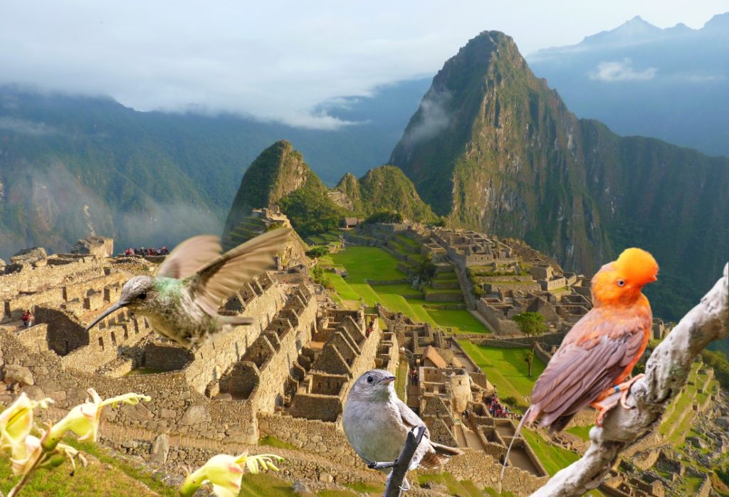 Especies de aves que podrás ver en un tour especializado orientado a la observación de aves en Machu Picchu.