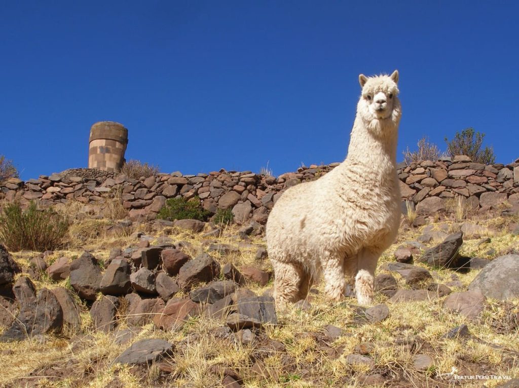 Ancient burial towers of Sillustani