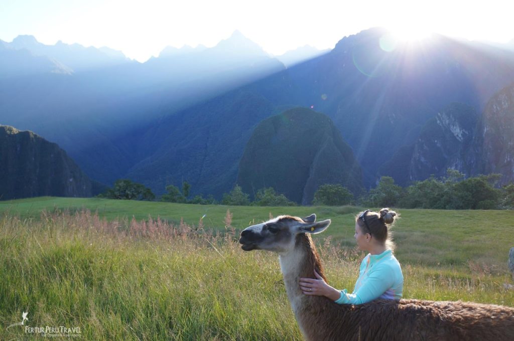 Fertur client makes friends with a resident llama at Machu Picchu